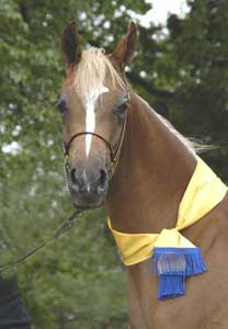 Azima at the 2003 Victorian Championships 2003