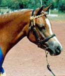 Genevieve - click to enter page