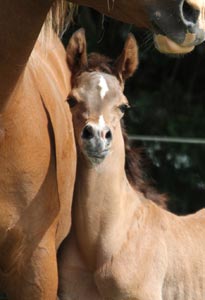 Vesuvio x Avia colt