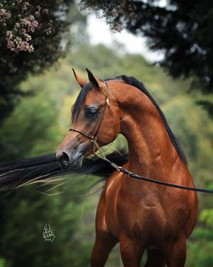 Azteq in November 2008