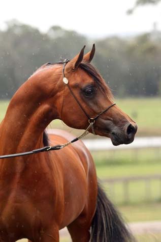 Azteq in November 2008