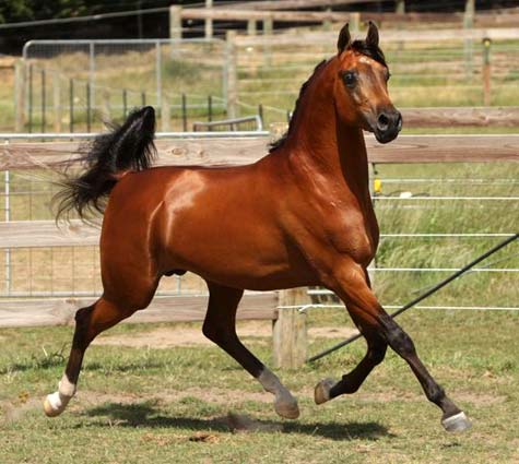 Azteq in November 2008