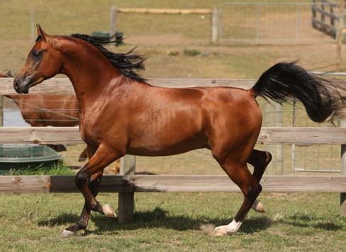 Azteq in November 2008