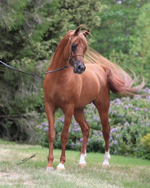 Eklipse in December 2009