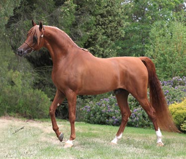 Eklipse in December 2009