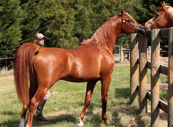 Eklipse with Wade in November 2008