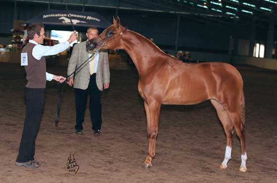 Exotika at the Diamond Showcase