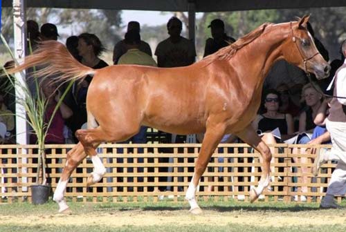 Shafiq at the 2009 Aussie Championships