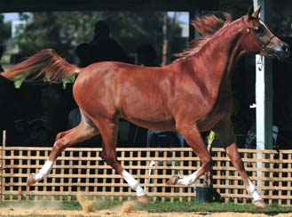 Shafiq - click to see more photos