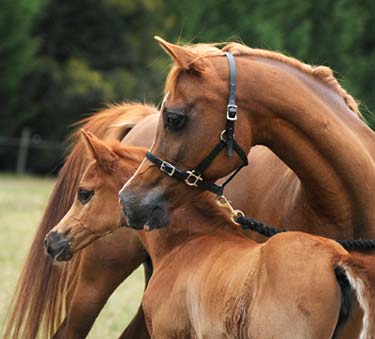 Valouria with Valentia