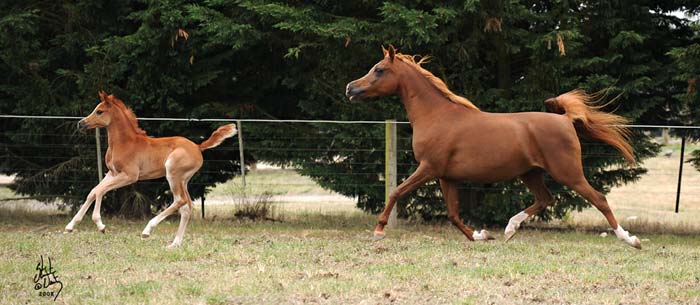 Valouria and Valentia at Syrah