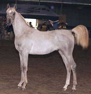 Zihayr at Diamond Showcase