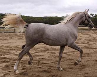 Zihayr - click to see more photos