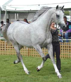 At the Victoria Classic - click to see enlarged