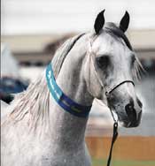 Madaan - click to see enlarged