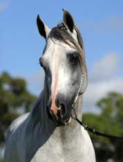 Madaan at 2004 Feature Show - click to see enlarged