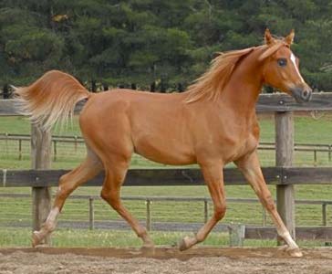 Makar - click to see details