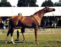 Marieshaah - click to see enlarged