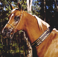 Marieshaah at the East Coast Championships - click to see enlarged