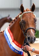 Poppy - click to enter page