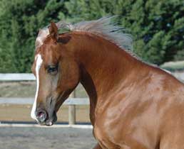 Valor - click to see enlarged