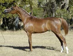 Valouria as a yearling - click to enlarge