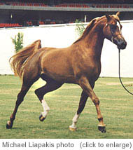 Sarezin - click on photo to enlarge